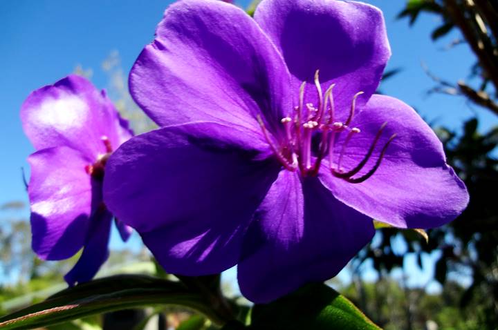Kalalau Foliage