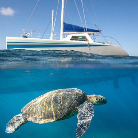 kauai catamaran whale watching