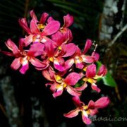 Hanalei Farmers Market