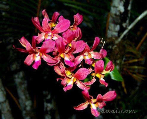 Hanalei Farmers Market