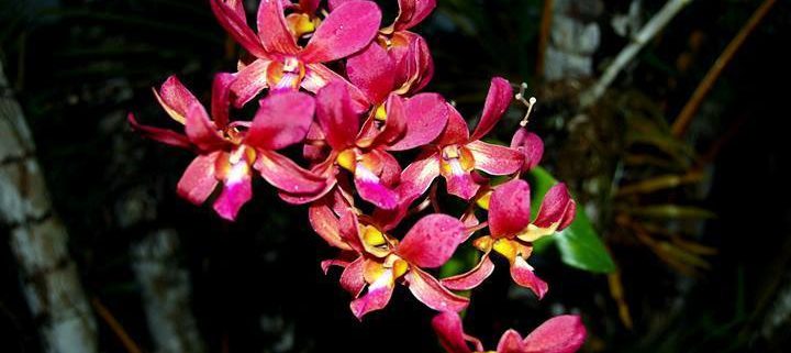 Hanalei Farmers Market