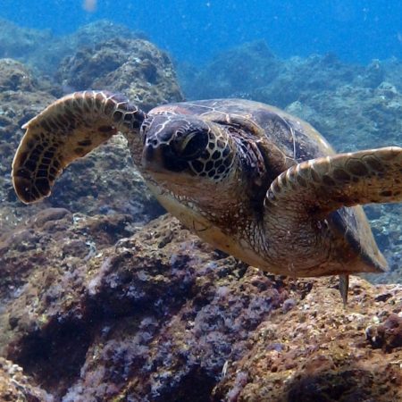 private snorkeling tour kauai