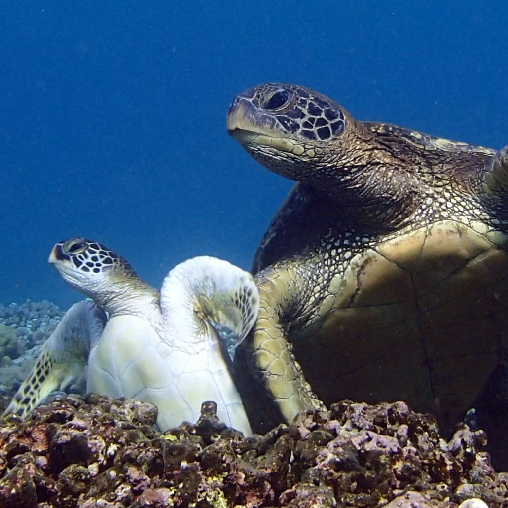 Kauai Snorkeling Tours