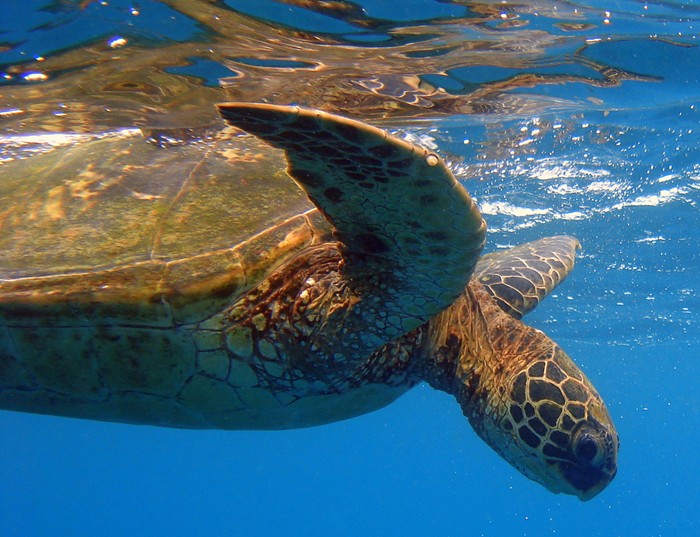 Best Summer Snorkeling At Kauai's Tunnels Beach | Kauai.com