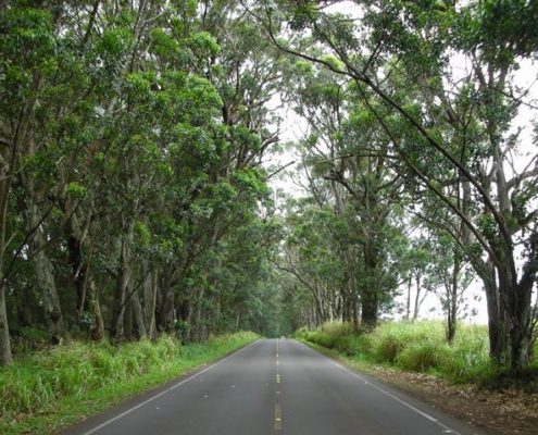 Kauai Tree Tunnel