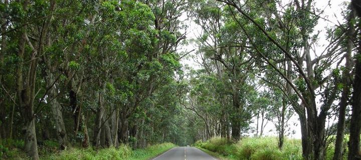 Kauai Tree Tunnel