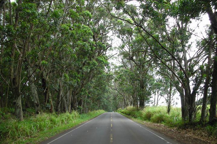 Kauai Tree Tunnel