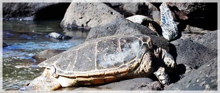 Watching Sea Turtles on Kauai