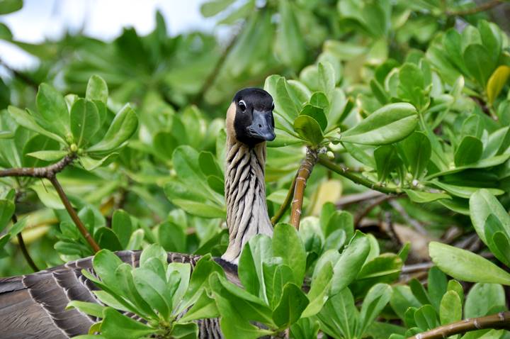 Nene Goose Kilauea Lighthouse