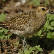 Kolea Golden Plover Kauai