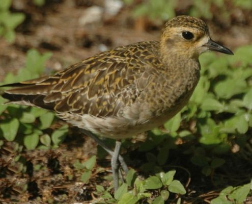 Kolea Golden Plover Kauai