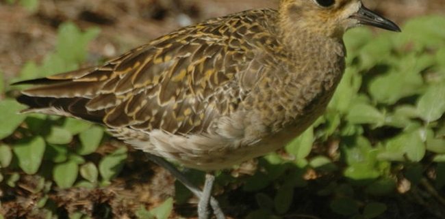 Kolea Golden Plover Kauai