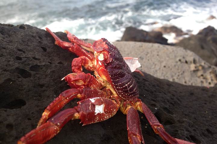 Koloa Landing Poipu Crab