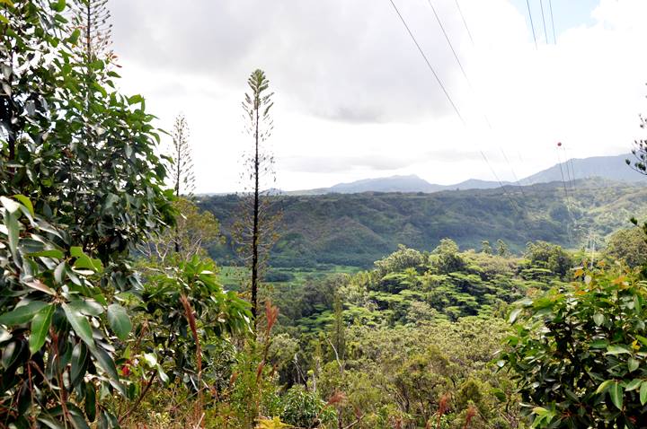 View from Okolehao Trail