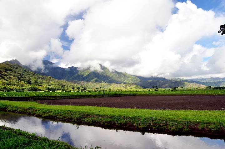 Taro Fields Okolehao Trail