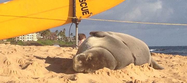 Poipu Monk Seal