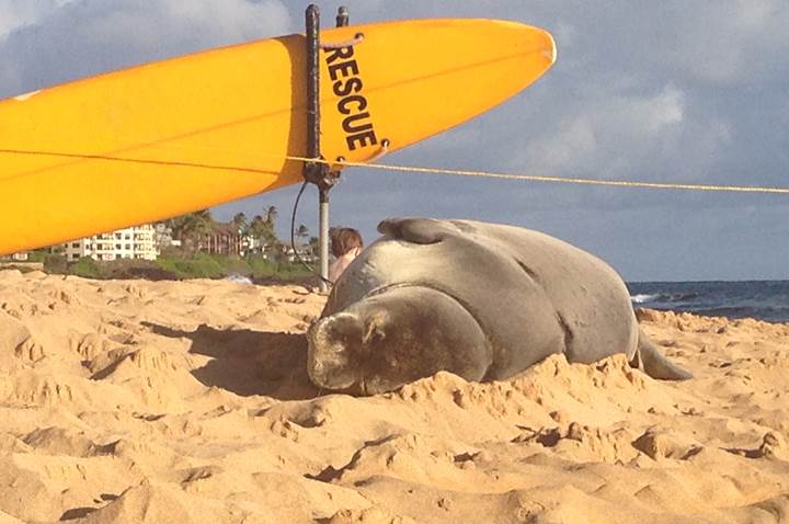 Poipu Monk Seal