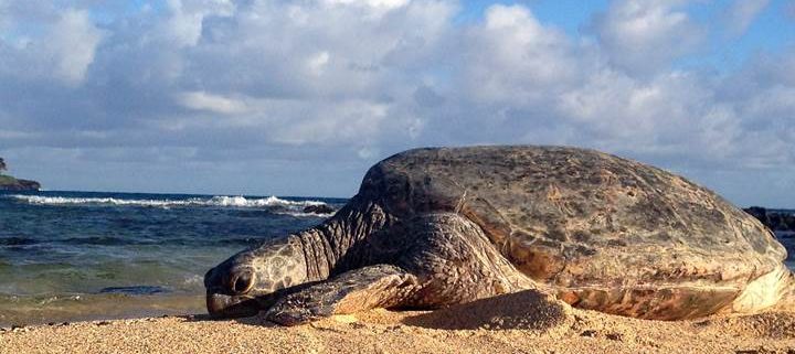 Poipu Beach Honu