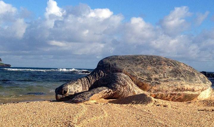 Poipu Beach Honu