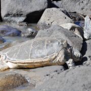 Sea Turtles On Kauai