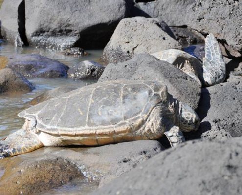 Sea Turtles On Kauai