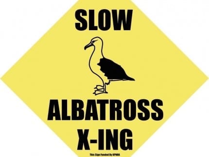 slow-albatross