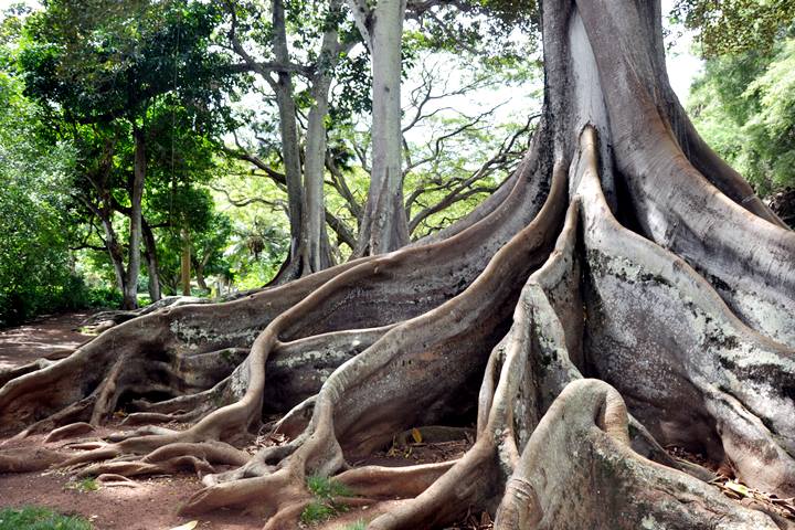 South Shore Kuai Jurasic Park