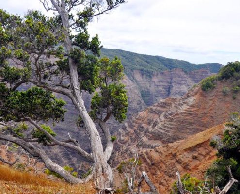 Waimea Canyon Kauai Hawaii