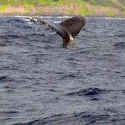 Kauai Whale Watching