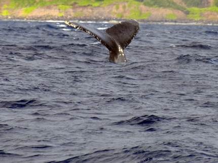 Kauai Whale Watching