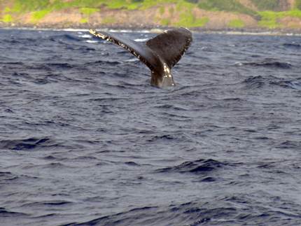 Kauai Whale Watching