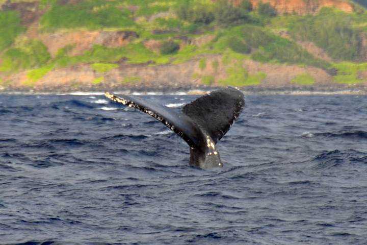 Whale Wwatching Kauai